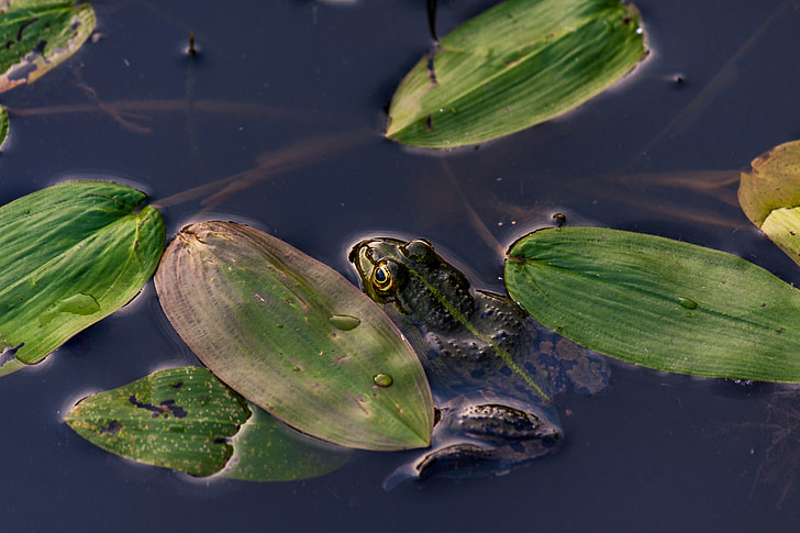 Frog pond, groda, amfibie, grön, varelse, vatten, Stäng