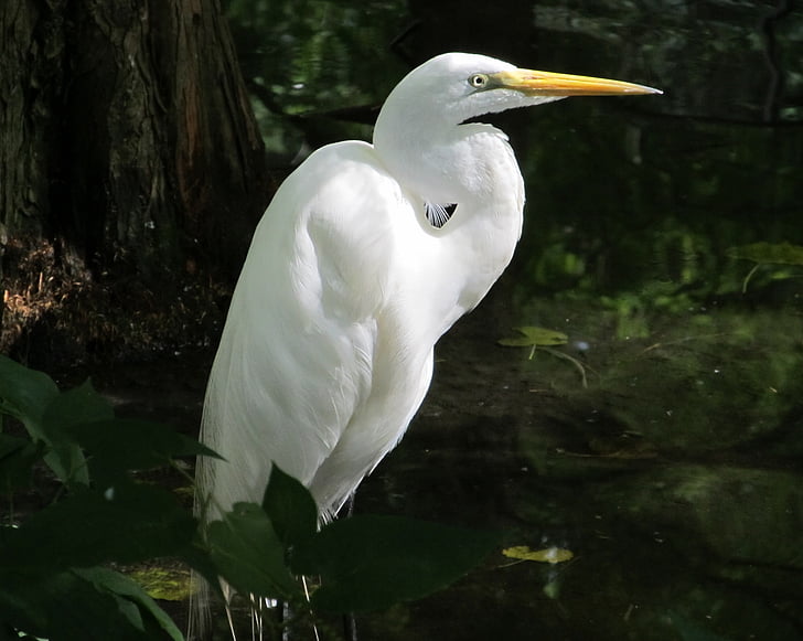 great egret, waterfowl, bird, large, heron, wetlands, all white