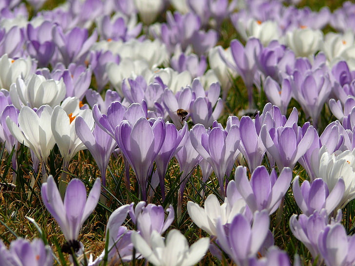 spring meadow, crocus, spring flower, frühlingsblüher, violet, purple, white