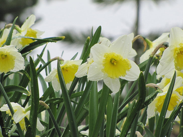 blomma, Narcissus, Daffodil, våren, vita påskliljor
