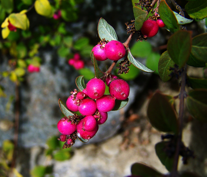 im Herbst Beeren und Ernte, rosa Beeren, Natur