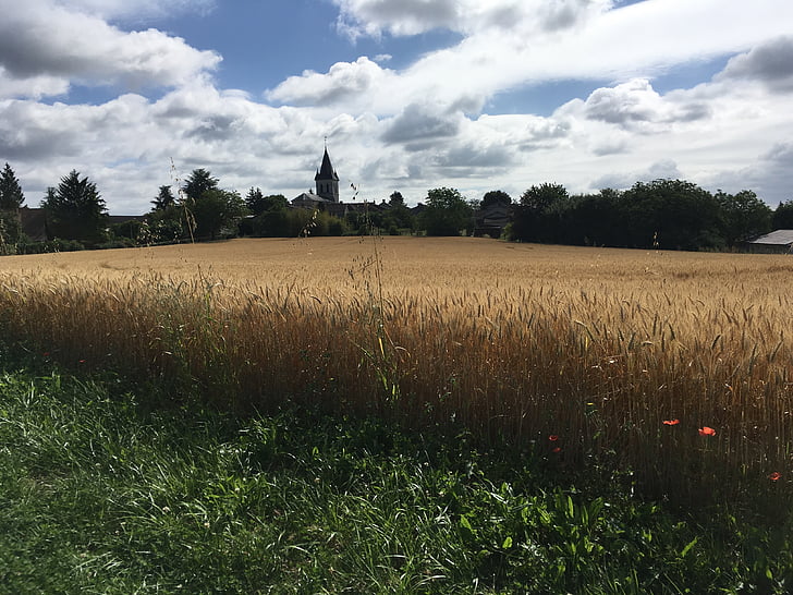 field, wheat, summer, nature, village, france