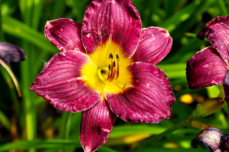 Lily, kwiat, Bloom, czerwony, krzew, Kolor, z bliska