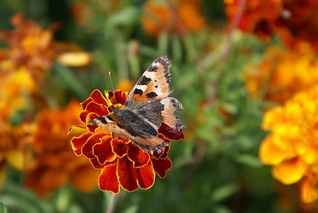 farfalla, fiore, natura, estate, insetto, primo piano, farfalla - insetto