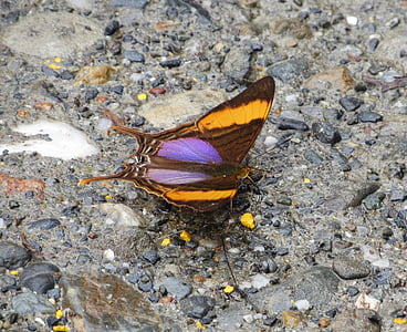 zeldzame, vlinder, Ecuador, Wild, Jungle