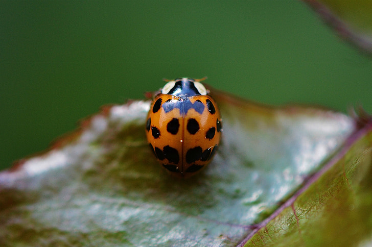 Ladybug, Lukk, insekt, bille, natur, makro, heldig sjarm