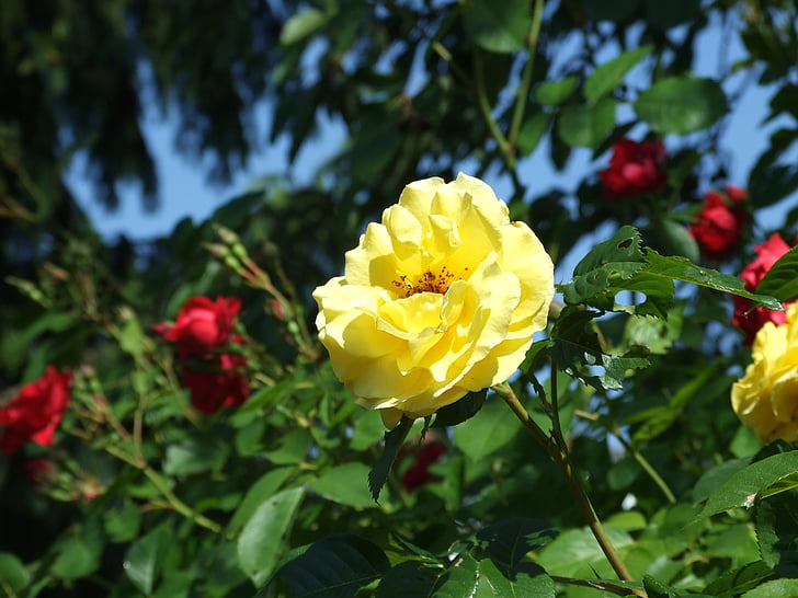 flower, bloom, yellow, nature