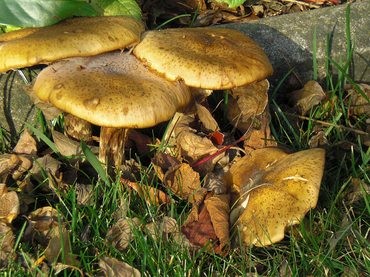 nature, mushrooms, plant, close
