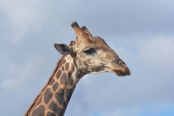 žirafa, Krugerův národní park, Safari, volně žijící zvířata