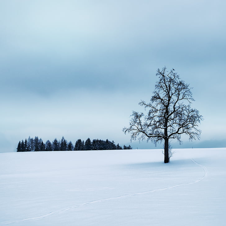 wintry, tree, silent, snow, winter, cold, mood