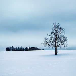 zimski, drevo, tiho, sneg, pozimi, hladno, razpoloženje