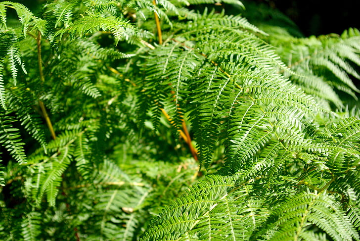 close-up, samambaia, verde, folhas, natureza, plantas, cor verde