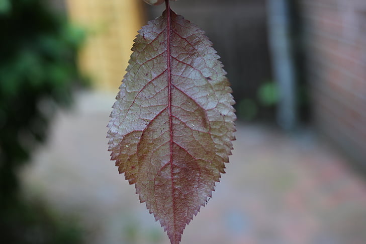 leaf, red, yellow, macro, close, plant, nature