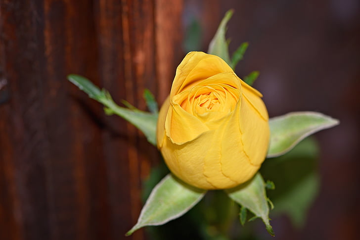 τριαντάφυλλο, Κίτρινο τριαντάφυλλο, λουλούδι, κίτρινο λουλούδι, άνθος, άνθιση, αυξήθηκε ανθίζουν