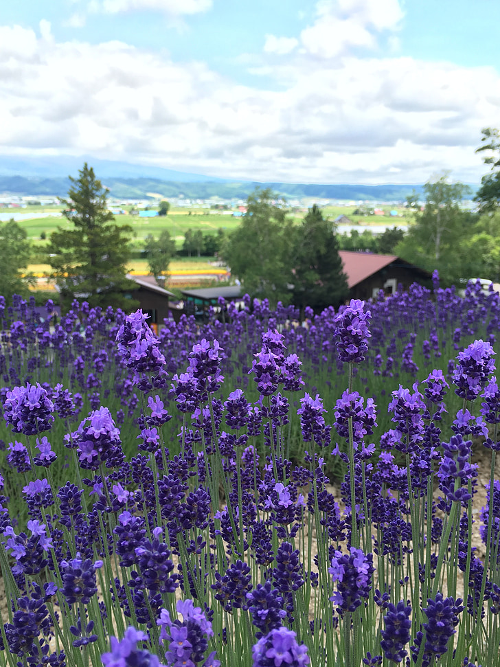 Hoa oải hương, Hokkaido, cảnh quan