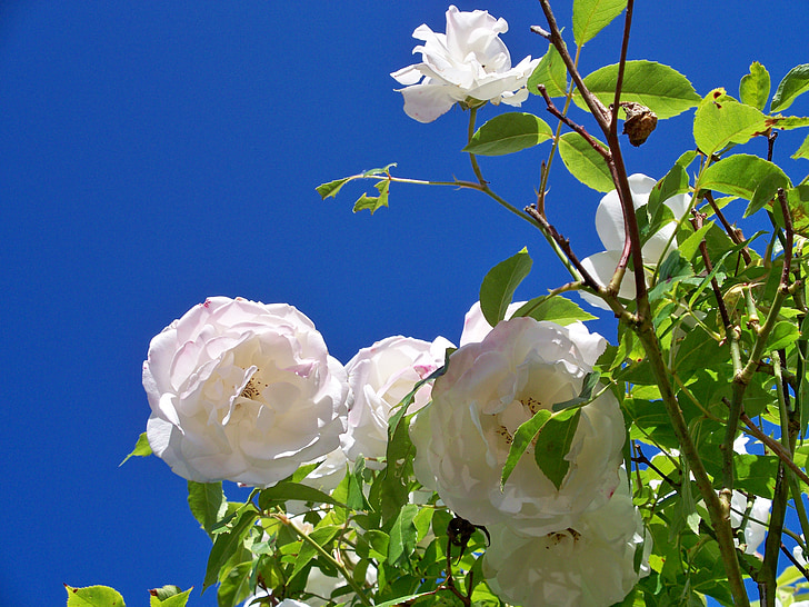 isberget rose, blommor, vit ros, blomma, Stäng, närbild, kronblad