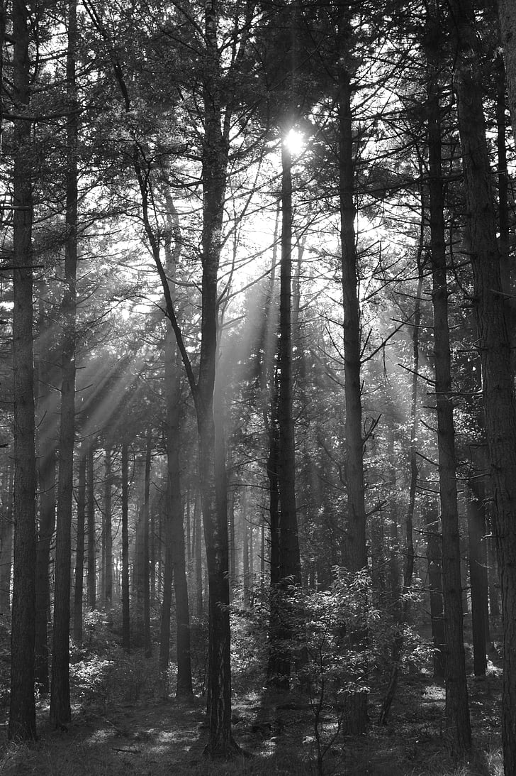 trees, forest, nature, sun rays, sun, sunlight, light beam