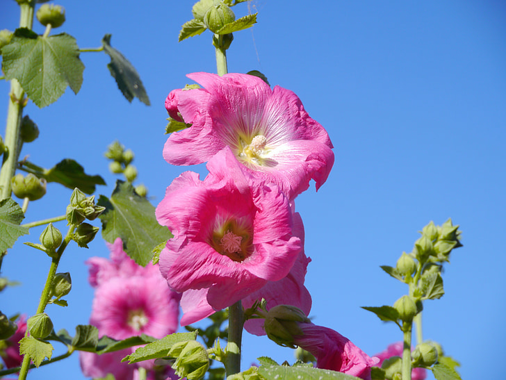 Althaea rosea, Hana aoi, rózsaszín, virágok, bud, levél, zöld
