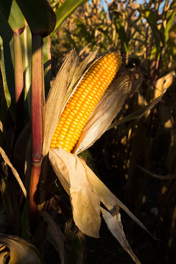 cornfield, corn on the cob, corn, zea mays, cereals, food, autumn