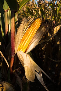 кукурузное поле, Кукуруза в початках, Кукуруза, Zea mays, злаки, питание, Осень