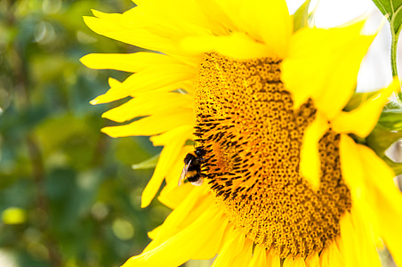 bunga matahari, lebah, pertanian, musim panas, lingkungan, rincian
