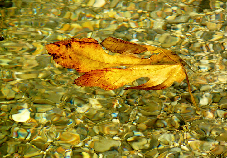 листья, лист, Осень, красочные, воды, Цвет, воды