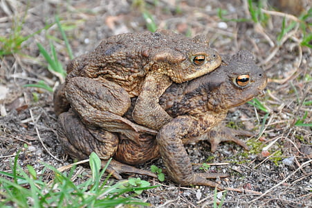 a toad, common toad, the frog, amphibian, animal, the creation of, mating