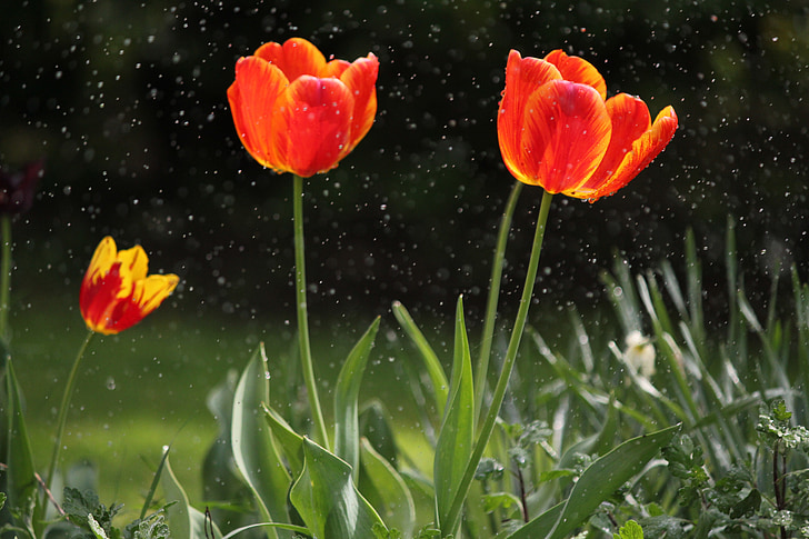 flores, Tulip, primavera