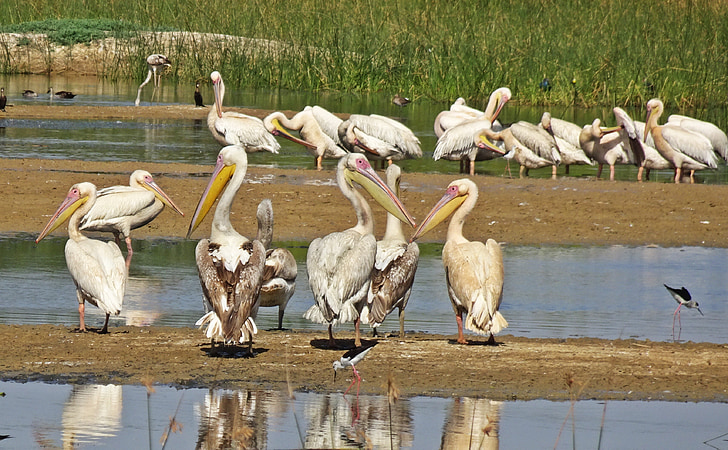pássaro, Pelican, ornitologia, vida selvagem, natureza, Observação de aves, aves aquáticas