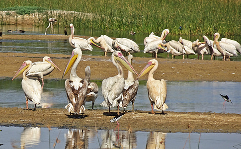 putns, pelikāns, Ornitoloģija, savvaļas dzīvnieki, daba, putnu vērošana, ūdens-vistiņa