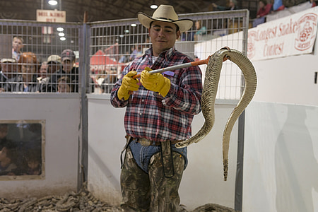 csörgőkígyó-kezelő, cowboy, Roundup, kígyók, mérges, mérges, vadon élő
