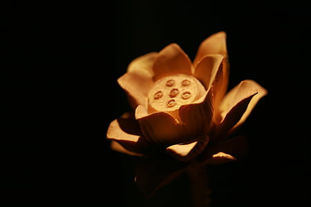 Hoa sen, khắc gỗ, Zen