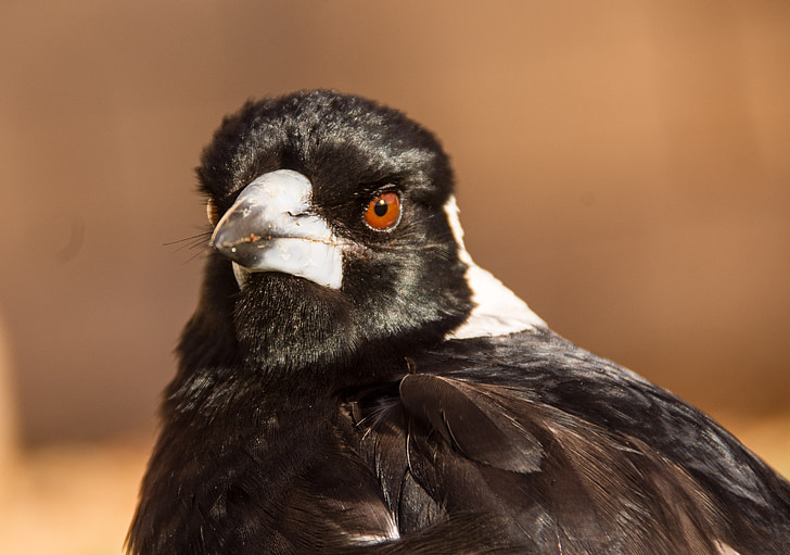 australian magpie, magpie, bird, black, white, portrait, feathers