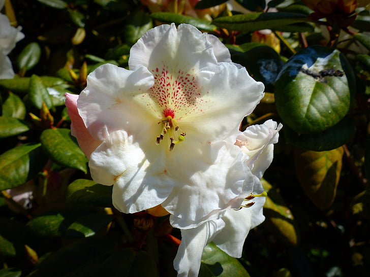 kukka, Blossom, Bloom, Rhododendron, valkoinen, Luonto, kevään