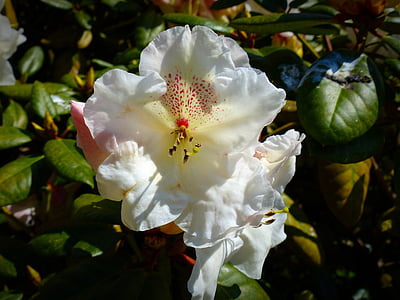 blomst, Blossom, Bloom, Rhododendron, hvid, natur, forår