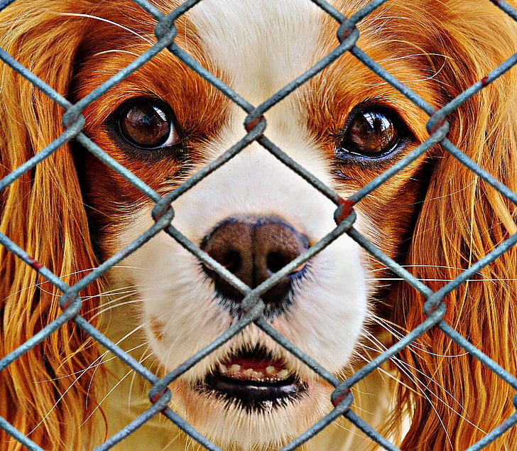 benestar animal, gos, empresonat, refugi d'animals, trist, rescat d'animals, mirada de gos