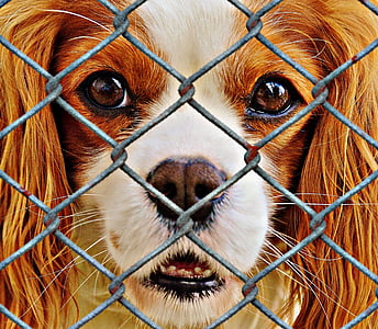 eläinten hyvinvointia, koira, vangittu, löytöeläintaloon, Surullinen, eläimellinen apu, koira näyttää
