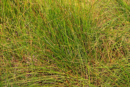 Pipirig, clubrush, Cyperaceae, iarba, verde, maritimus, schoenoplectus