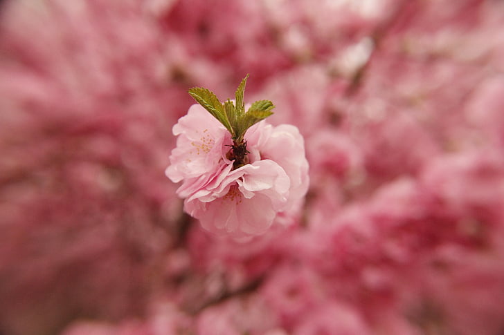 spring, flower, pink