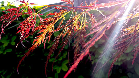 frunze, plante, natura, gradina, Răsărit de soare, dimineata, lumina soarelui