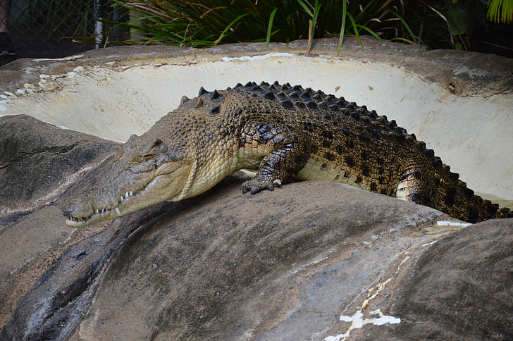 Australia zoo, krokodil, vilda djur, farliga