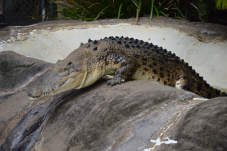 Австралия зоопарк, крокодил, дива природа, опасни
