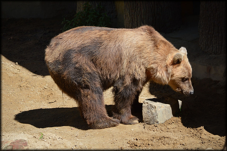 bear, brown, animal, zoo, european brown bear, predator, wildlife