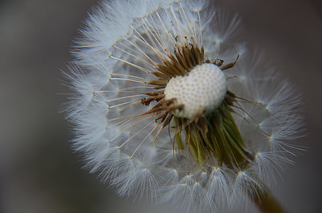 dandelion, wish, nature, spring, flower, summer, seed