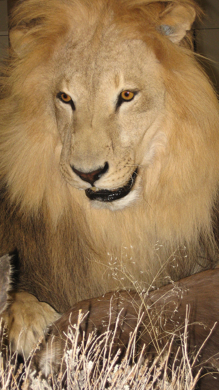 Lev, muž, Safari