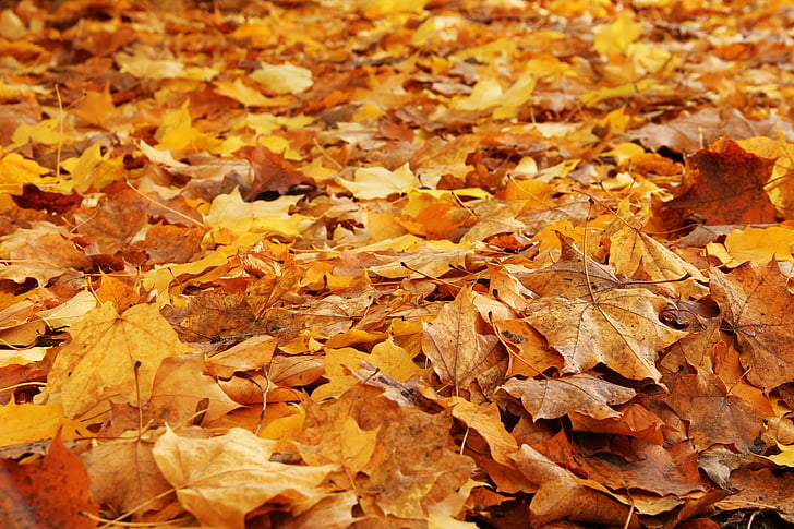 lämnar, skogen, hösten, falla lövverk, skogsmark, höstfärg, Leaf