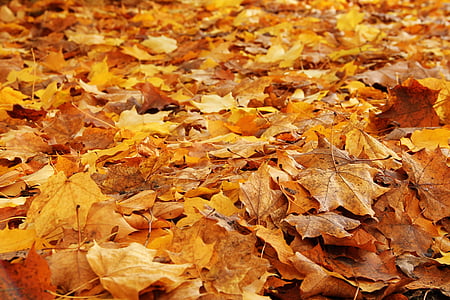 leaves, forest, autumn, fall foliage, forest floor, fall color, leaf