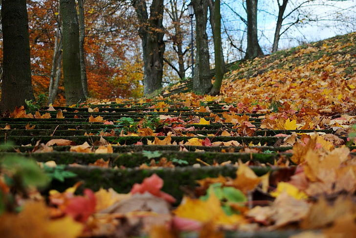 lapija, rudenį, laiptai, miško, samanų