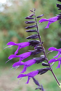 sage, nature, plant, violet, flower, purple