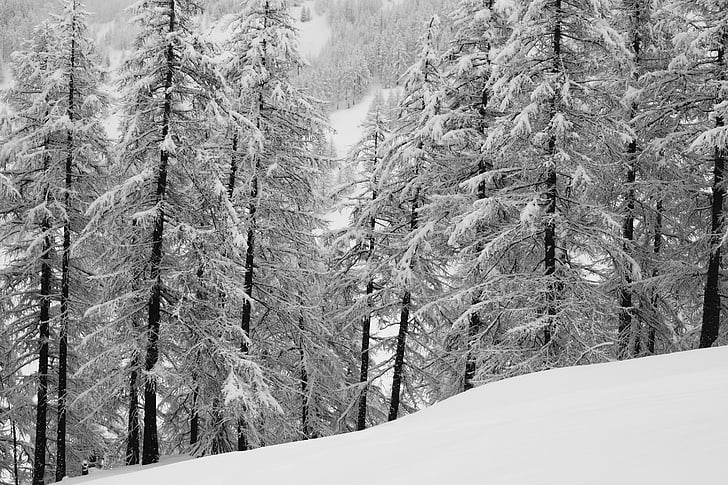 bos, Alpen, natuur, berg, winter, besneeuwde